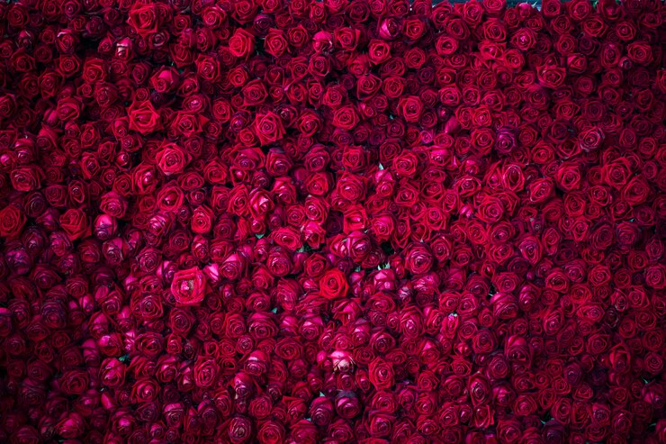 Red roses background
