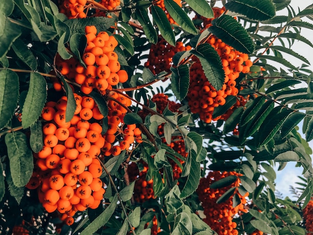 Red Rowan su un ramo Sorbus aucuparia