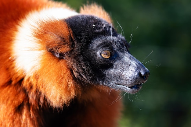 Red Ruffed Lemur monkey Mammiferi e mammiferi Mondo terrestre e fauna Fauna e zoologia