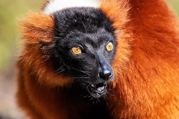 Red Ruffed Lemur monkey Mammiferi e mammiferi Mondo terrestre e fauna Fauna e zoologia