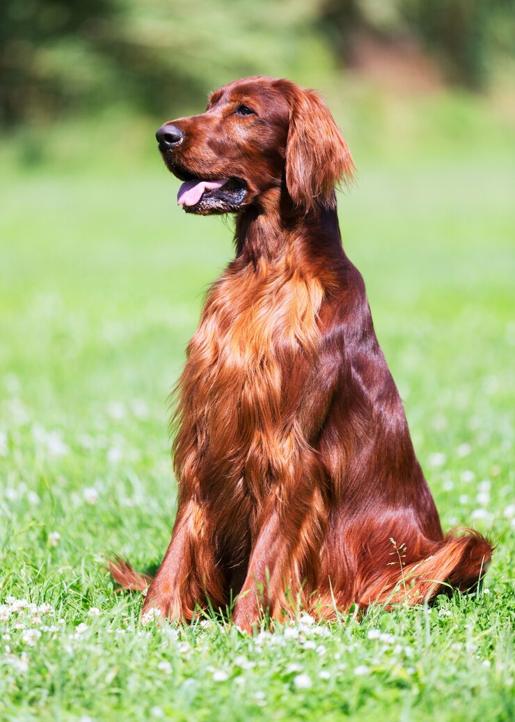 Foto red setter irlandese