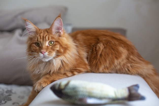 Red tabby maine coon gattino che gioca al coperto