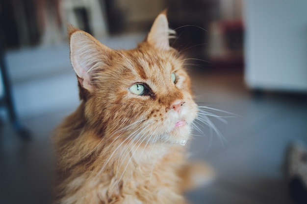 Red tabby maine coon gattino. Piccolo gatto arancione che pone sulla casa del gatto.