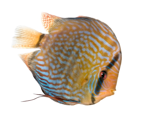 Red Turquoise Discus (pesce) - Symphysodon aequifasciatus su un bianco isolato