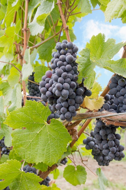 Red Wine Grapes Growing on Vines Vertical