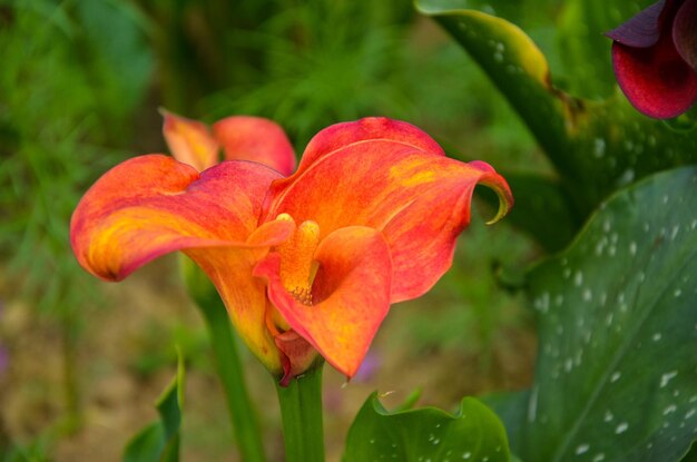 Red Zantedeschia aethiopica o Calla Lily in giardino