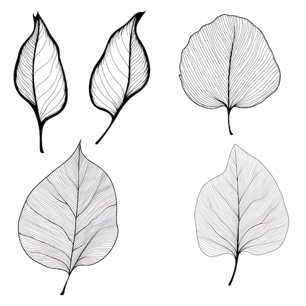 Redbud Leaf disegnato a mano Contorno colore nero su sfondo bianco Contorno minimalista semplice