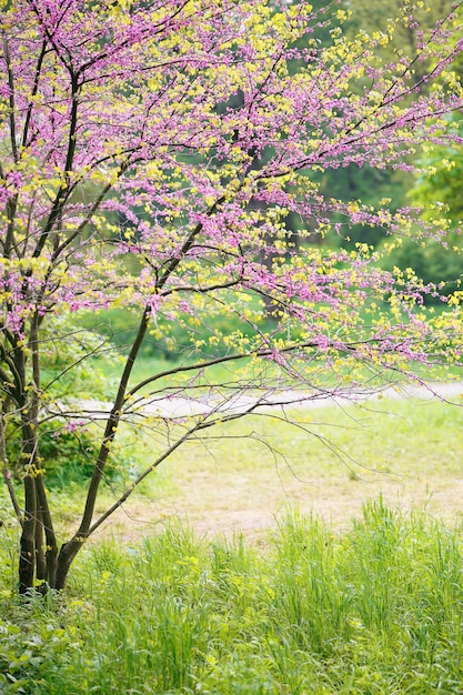 Redbud Tree in fiore