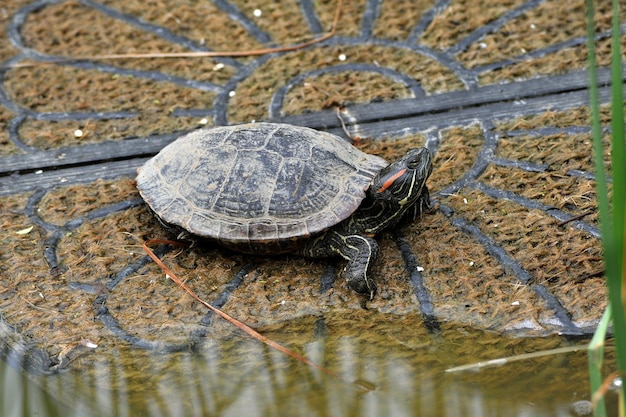 Redeared Slider Trachemys scripta elegans comuni tartarughe slider che si crogiolano al sole