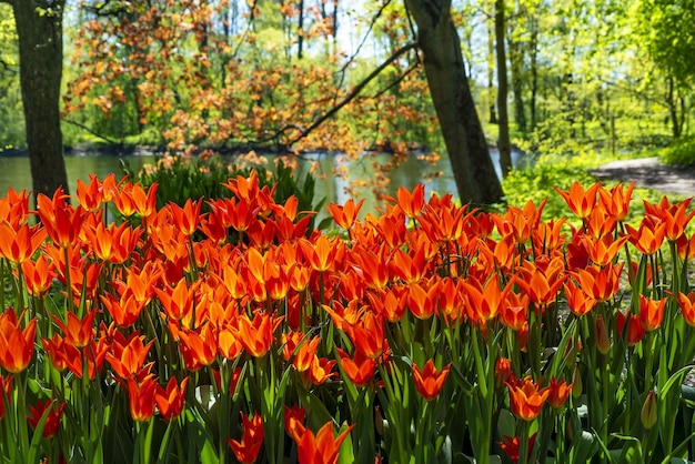 Redorange tulipani in un letto di fiori vicino a un ruscello