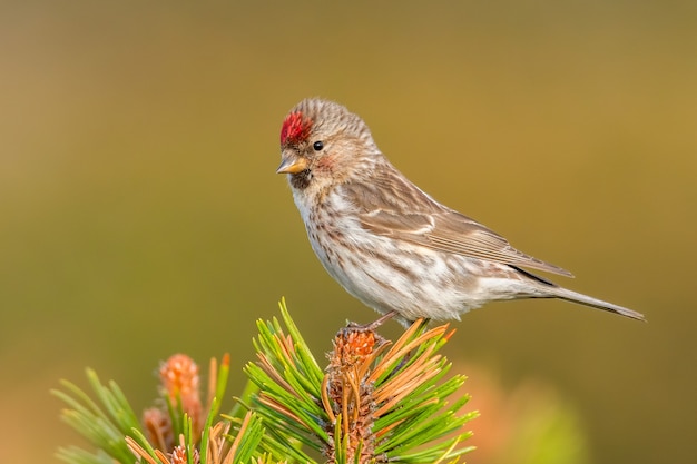 Redpoll minore seduto su un ramo di pino