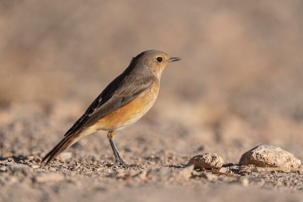 Redstart comune Phoenicurus phoenicurus Cordoba Spagna