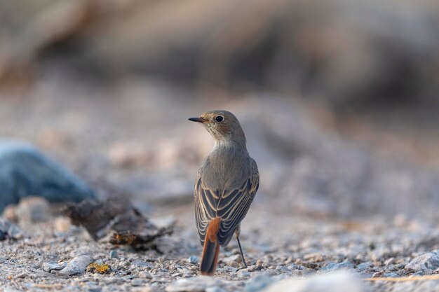 Redstart comune Phoenicurus phoenicurus Cordoba Spagna