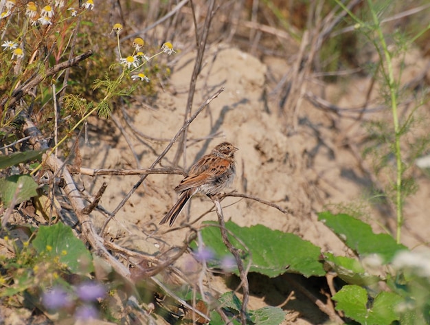 Reed bunting (Emberiza schoeniclus) si siede su un ramo in una mattina di sole. Siberia occidentale. Russia