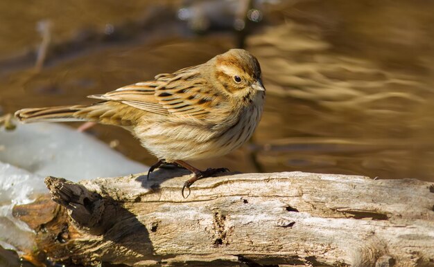 Reed bunting Emberiza schoeniclus Soleggiata mattinata invernale sul fiume Un uccello cammina lungo un vecchio tronco secco che giace nell'acqua