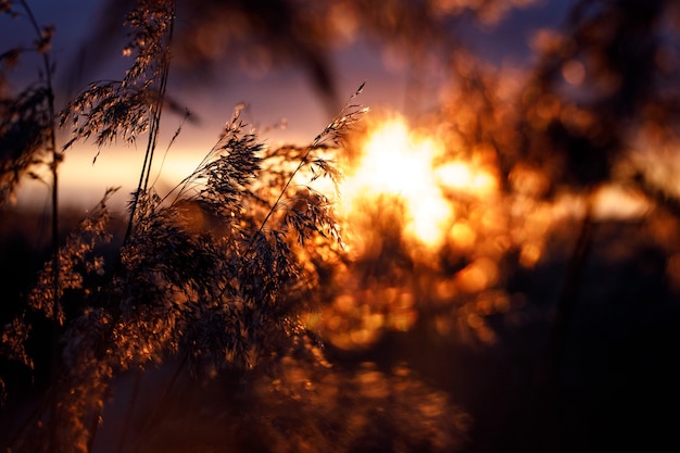 Reed nei raggi di un tramonto dorato come sfondo.