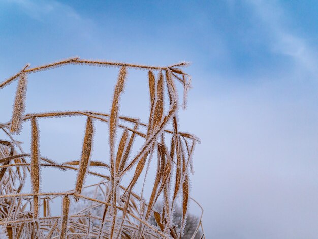 Reed pianta acquatica in brina in inverno contro il cielo blu