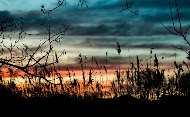 Reed sfondo cielo sera sole alba luce mattina