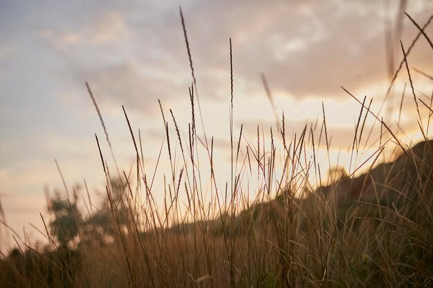 Reed vs Tramonto Messa a fuoco selettiva Profondità di campo Bella tramonto tra l'erba secca