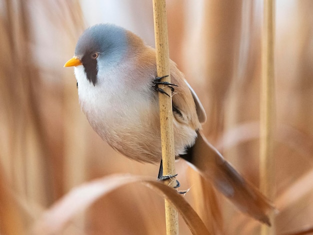 Reedling barbuto maschio Panurus biarmicus Toledo Spagna