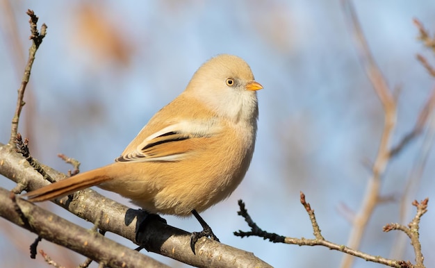 Reedling barbuto Panurus biarmicus La femmina si siede su un ramo Primo piano dell'uccello