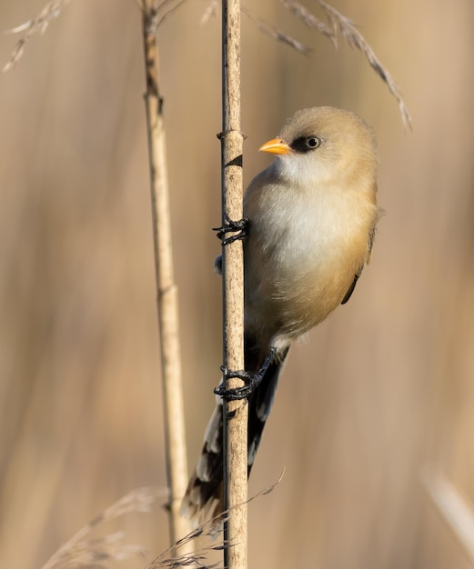 Reedling barbuto Panurus biarmicus Un giovane maschio siede su un gambo di canna sulla riva del fiume