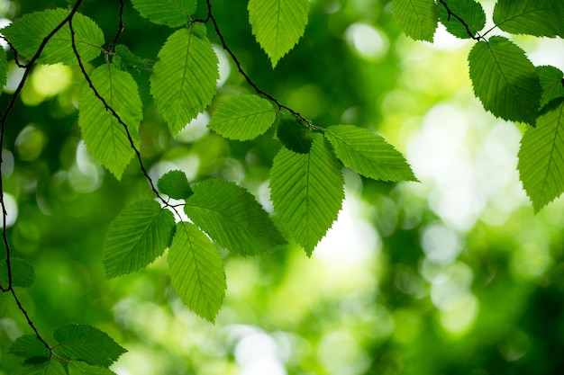 Reen lascia sugli sfondi verdi