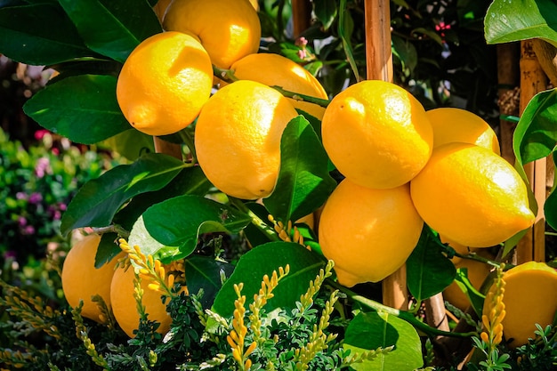 Regali della natura limoni freschi e maturi su un ramo