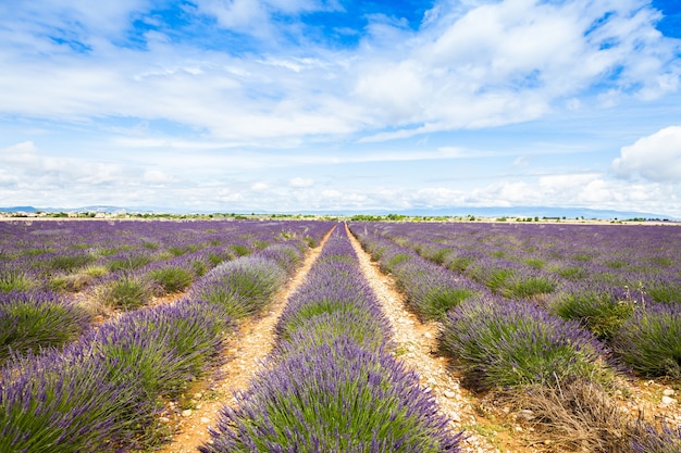 Regione della Provenza, Francia. Campo di lavanda a fine giugno