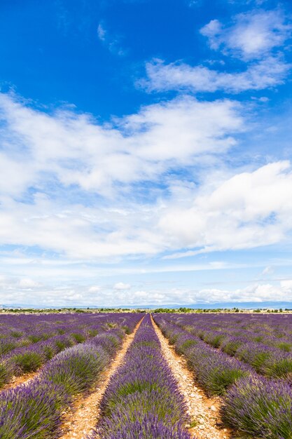 Regione della Provenza, Francia. Campo di lavanda a fine giugno