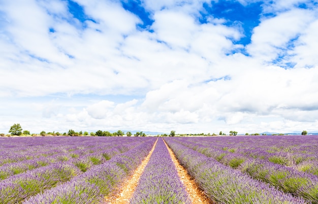 Regione della Provenza, Francia. Campo di lavanda a fine giugno