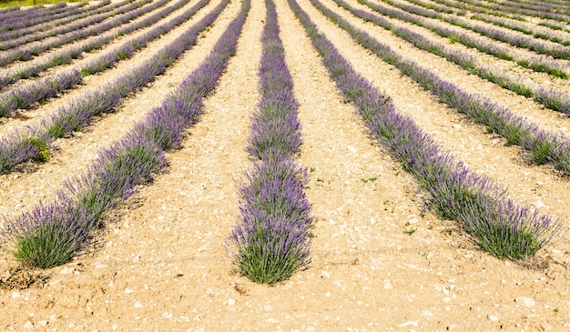 Regione della Provenza, Francia. Campo di lavanda a fine giugno