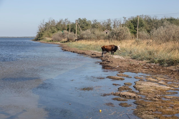 REGIONE DI OCHAKIV MYKOLAIV UCRAINA 16 SETTEMBRE 2019 persone vengono caricate sulla nave civile quotBrigadier Gorichquot vicino al molo del Mar Nero