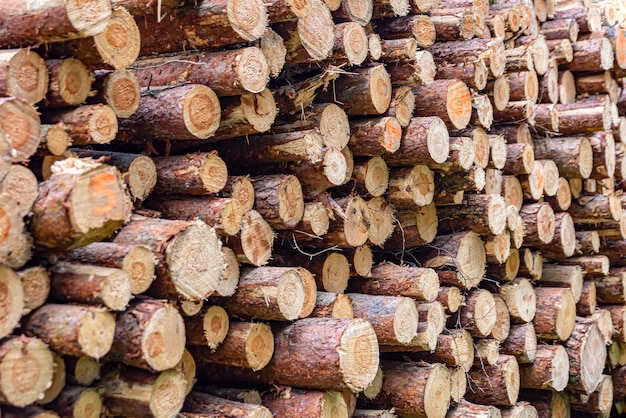 Registri in un mucchio che raccolgono tronchi di pino nella foresta legno piegato un mucchio di tronchi in una foresta di conifere ...