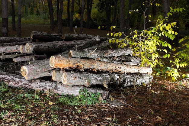 Registri su una pila su uno sfondo della foresta Concetto di deforestazione Gli alberi abbattuti giacciono a terra