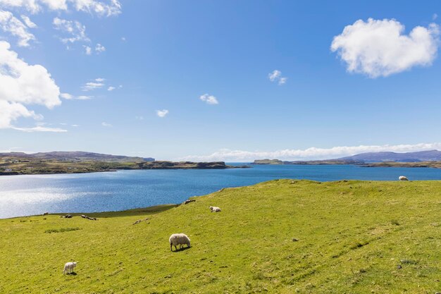 Regno Unito, Scozia, Ebridi Interne, Isola di Skye, Loch Harport, pecore al pascolo