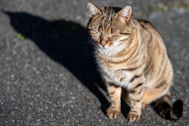 Relax Stripe gatto marrone che prende il sole sul pavimento