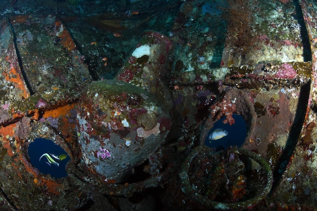 Relitto della nave Boga. Vita marina di Tulamben, Bali, Indonesia.