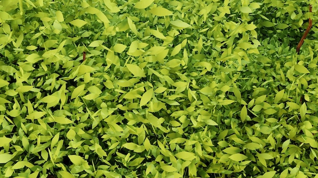 rendering 3D con foglie verdi astratte sullo sfondo
