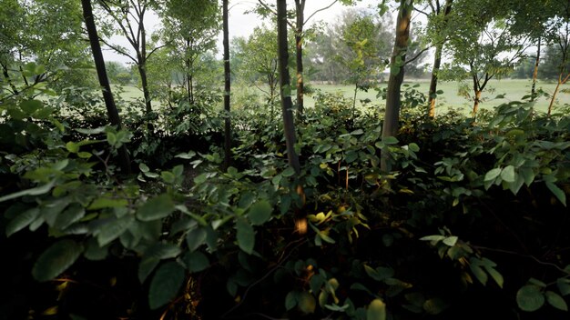 Rendering 3D del paesaggio naturale della foresta verde