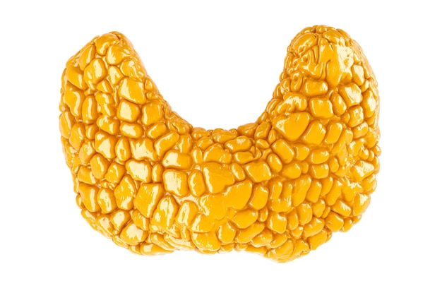 Rendering 3D di colore giallo lucido della tiroide umana