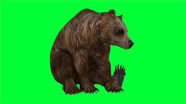 Rendering 3D di un orso su sfondo verde