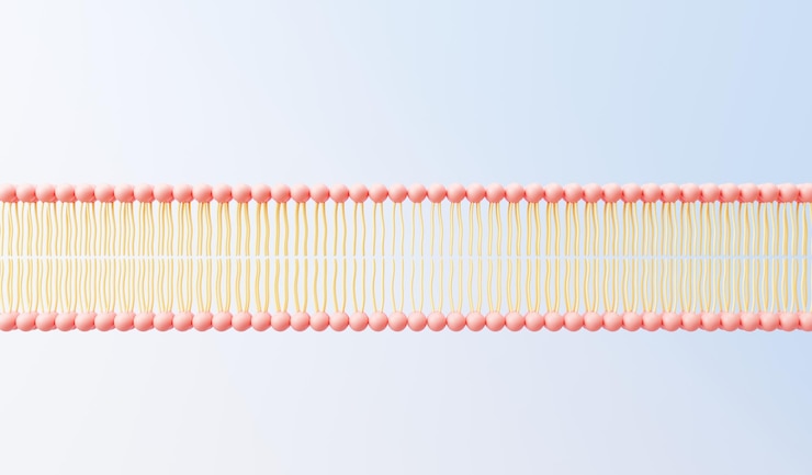 Foto rendering 3d membrana cellulare fosfolipidi doppio strato strati di molecole espressione genica database di nucleotidi modello a mosaico fluido per l'istruzione gene umano strutture della membrana plasmatica