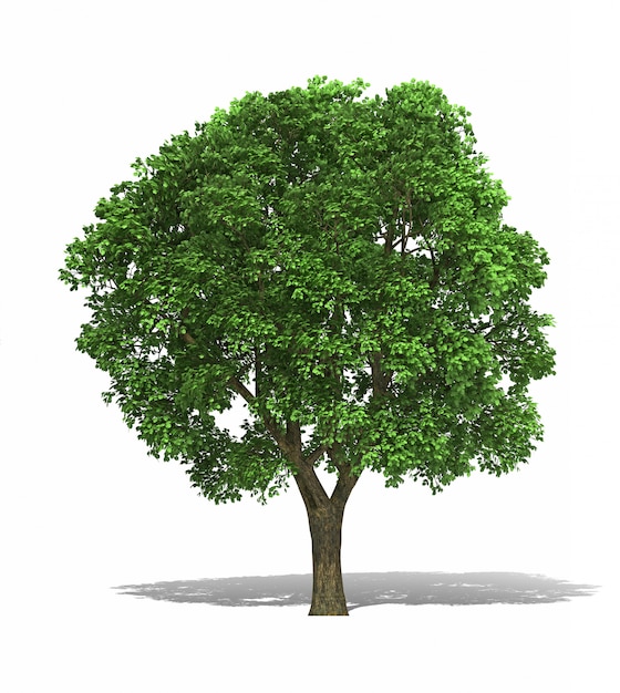 Rendering albero 3d