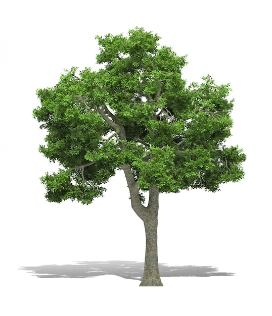 Rendering albero 3d