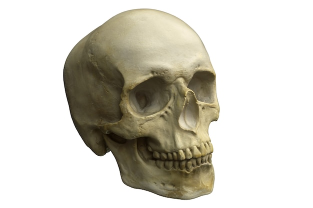 Rendering del cranio umano isolato