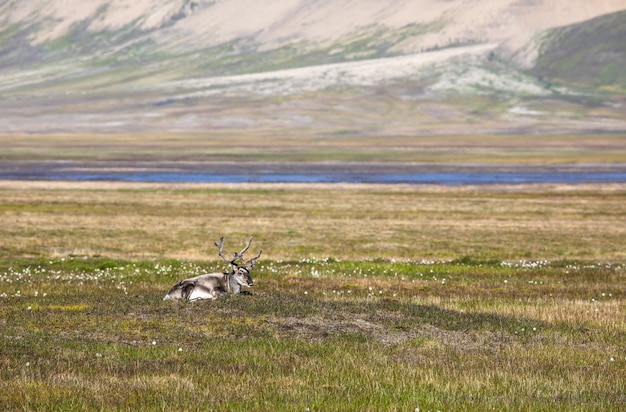 Renna delle Svalbard sdraiato sulla tundra in estate alle Svalbard