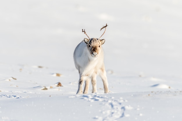 Renna selvaggia delle Svalbard, Rangifer tarandus platyrhynchus, ritratto di un animale delle curiosità con le piccole corna nelle Svalbard, Norvegia.