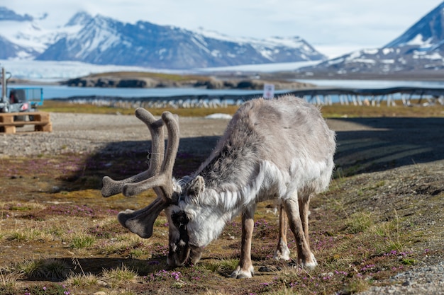 Renna selvaggia nella città di Ny-Alesund in estate