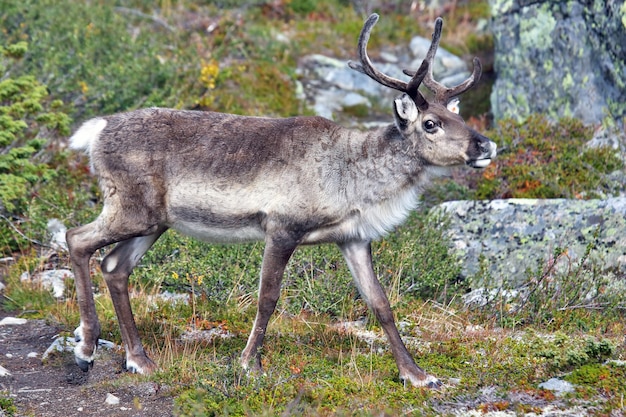 Renne al pascolo in natura